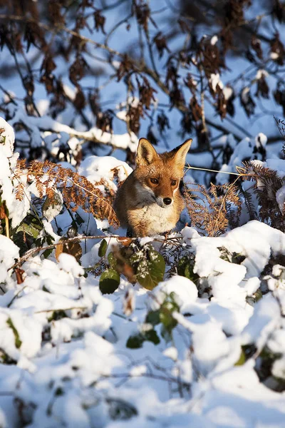 Κόκκινη Αλεπού Αιδοία Ενήλικος Στο Χιόνι Νορμανδία — Φωτογραφία Αρχείου