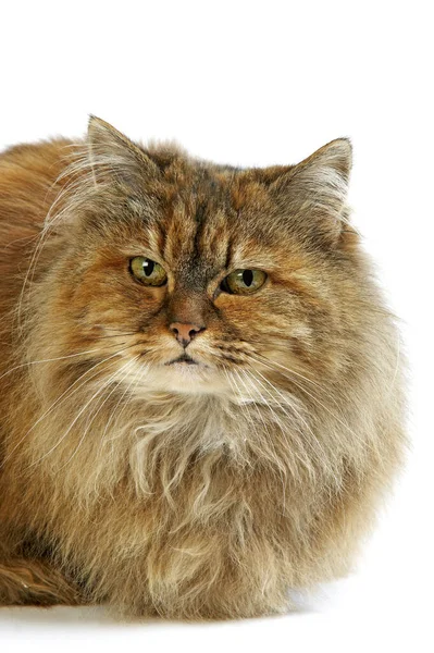 Tortoiseshell Persian Domestic Cat Melawan White Background — Stok Foto