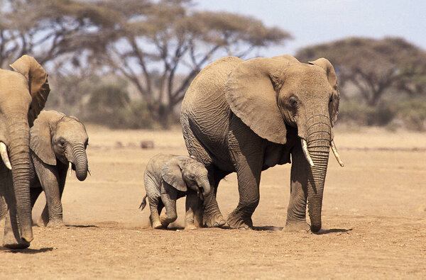 African Elephant, loxodonta africana, Mother and Calf, Masai Mara Park in Kenya