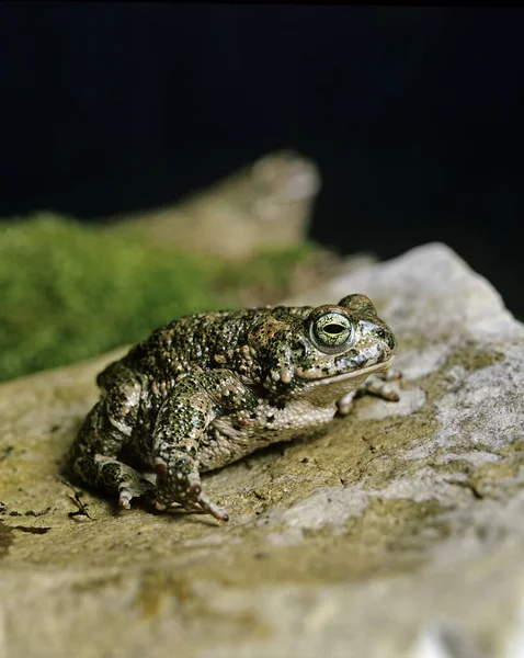 Sapo Natterjack Bufo Calamita — Fotografia de Stock