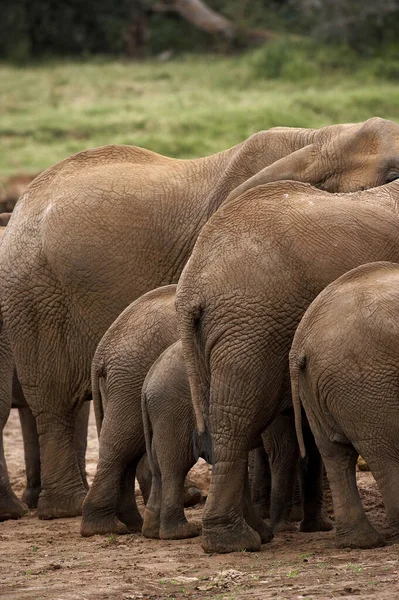 Słoń Afrykański Loxodonta Africana Stado Parku Masai Mara Kenii — Zdjęcie stockowe