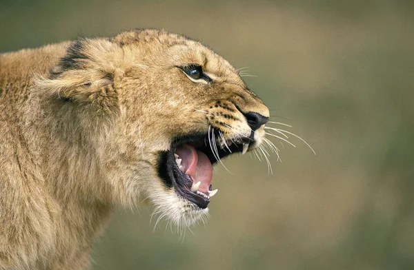 African Lion Panthera Leo Cub Snarling — ストック写真