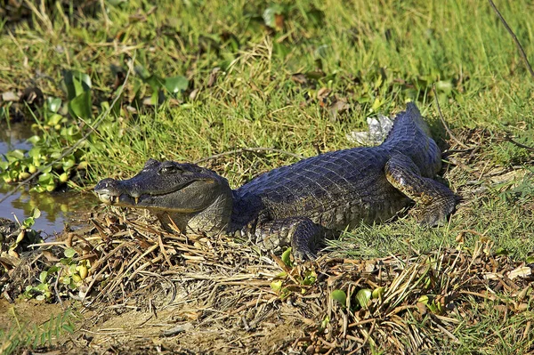 Látványos Kajmán Kajmán Krokodil Los Lianos Venezuelában — Stock Fotó