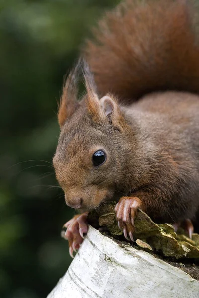 Rotes Eichhörnchen Sciurus Vulgaris Erwachsene Normandie — Stockfoto