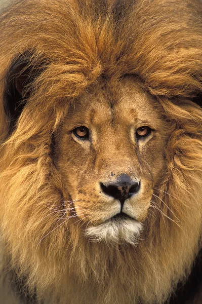 Afrikaanse Leeuw Panthera Leo Mannenportret — Stockfoto
