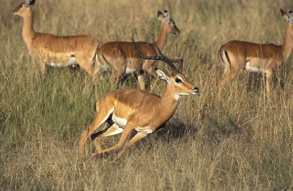 Impala Aepyceros Melampus Course Pied Masculine Parc Masai Mara Kenya — Photo