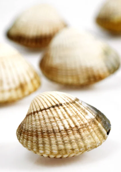 Common Cockle Cerastoderma Edule Fresh Shells White Background — Stock Photo, Image