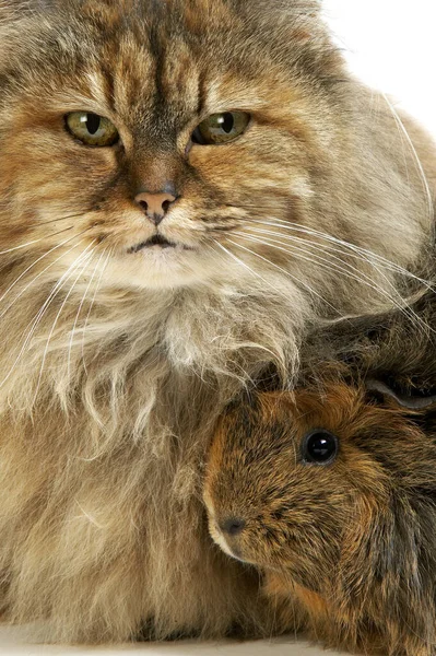 Tortoiseshell Persian Domestic Cat and Long Hair Guinea Pig against White Background