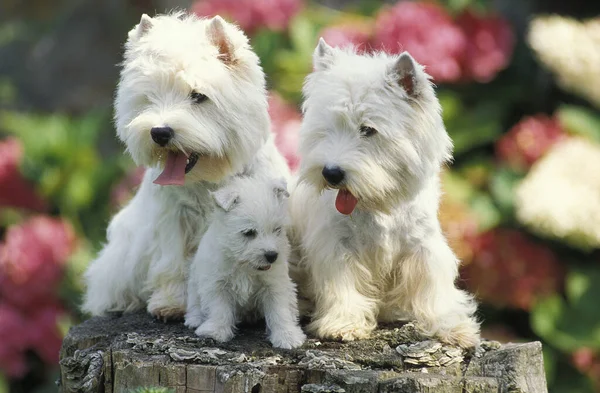 West Highland White Terrier Pair Och Pup — Stockfoto