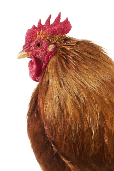 Brahma Domestic Chicken Breed India Cock Standing White Background — Stock Photo, Image