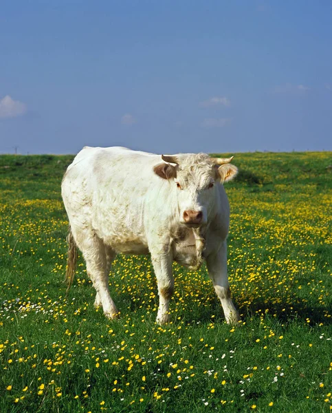 Charolais Bovins Domestiques Une Race Française Debout Dans Prairie — Photo