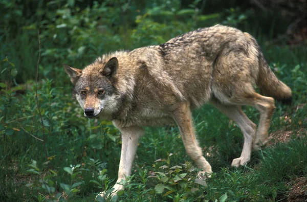 Lobo Europeu Canis Lupus — Fotografia de Stock
