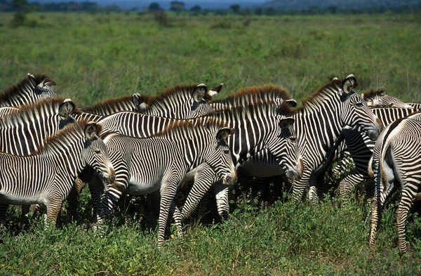 Grevy Zebra Equus Grevyi Herd Samburu Park Kenya — Stock Photo, Image