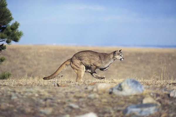 Cougar Puma Concolor Running Montana — Stock Photo, Image