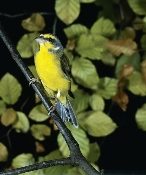 Amarillo Frente Canarias Serinus Mozambicus Adulto Pie Rama — Foto de Stock