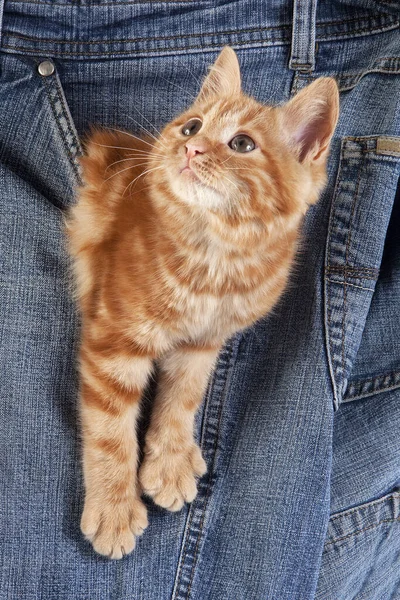 Red Tabby Domácí Kočka Kitten Hrát Džínách Kapsa — Stock fotografie