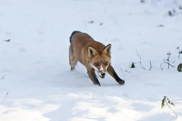 Κόκκινη Αλεπού Αιδοία Ενήλικας Στο Χιόνι Νορμανδία — Φωτογραφία Αρχείου