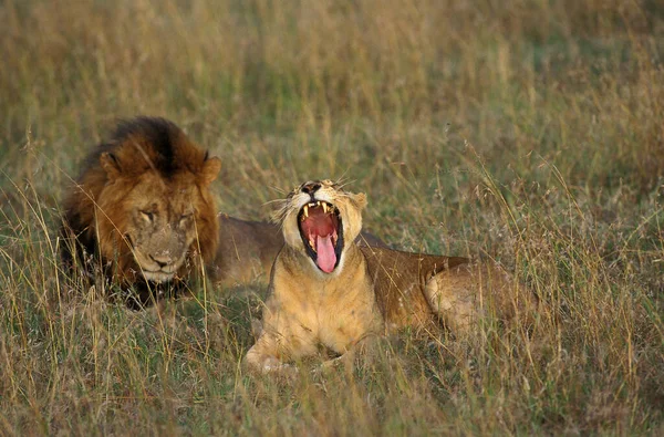 Leão Africano Pantera Leo Par Bocejo Feminino Masai Mara Park — Fotografia de Stock