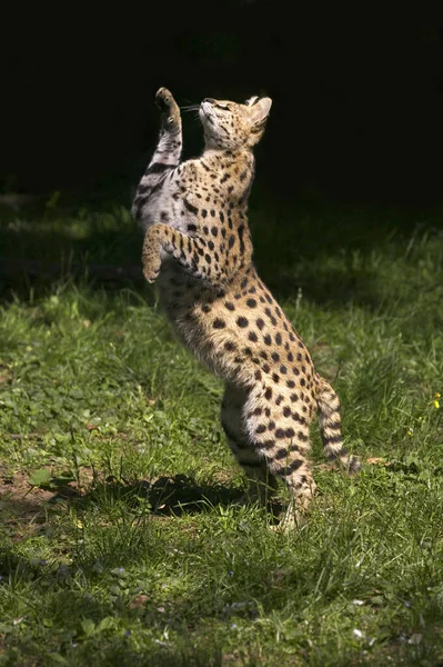 Serval Leptailurus Serval Adult Hunting Bird — стоковое фото