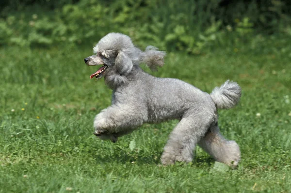 灰色标准狮子狗 在草地上奔跑 — 图库照片