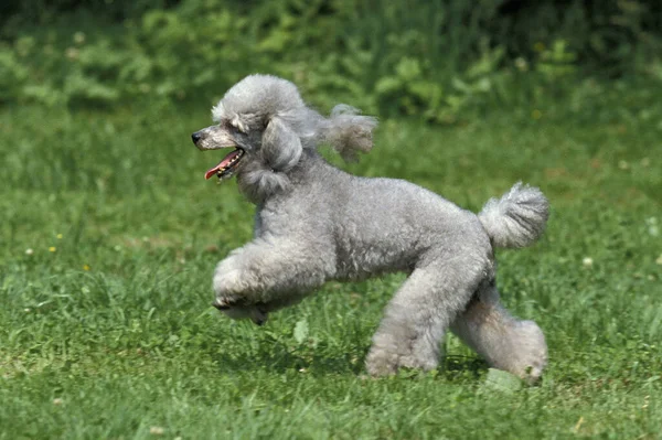 Poodle Padrão Cinza Cão Correndo Grama — Fotografia de Stock