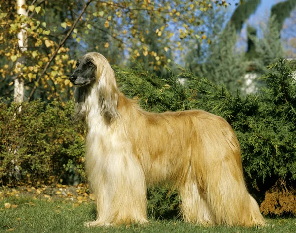 Afgánský Pes Pes Stojící Trávníku — Stock fotografie