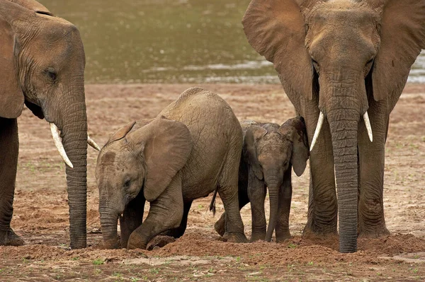 African Elephant Loxodonta Africana Group River Samburu Park Kenyában — Stock Fotó