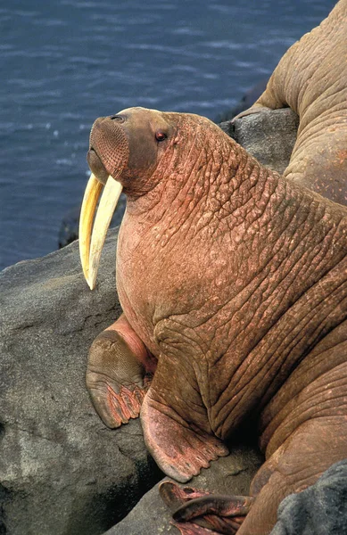 Morsa Odobenus Rosmarus Island Alaska —  Fotos de Stock