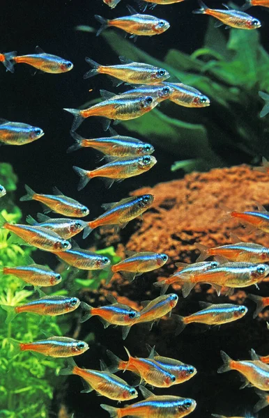 Neon Tetra Paracheirodon Innesi — Stock Photo, Image