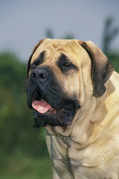 Mastiff Dog Portret Dorosłego — Zdjęcie stockowe