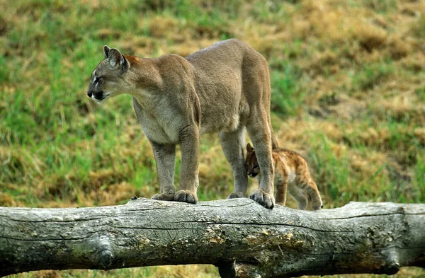 Cougar Puma Concolor Mother Cub — Stock Photo, Image
