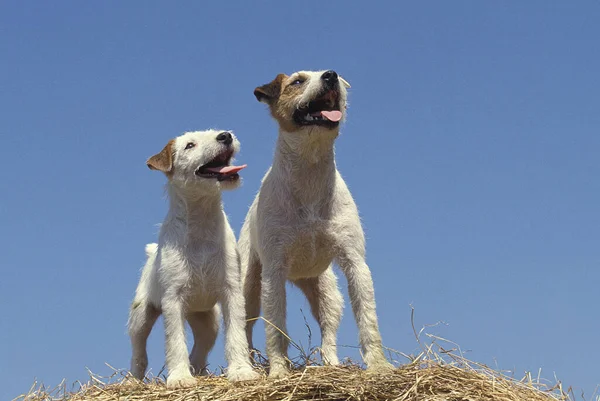 Jack Russel Terrier Dogs Standing Straw Bale — Stock Photo, Image