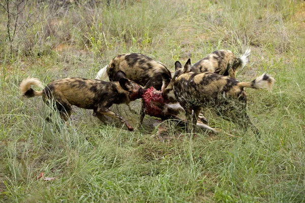 Afrika Vahşi Köpeği Lycaon Pictus Öldüren Grup Büyük Kudu Namibya — Stok fotoğraf