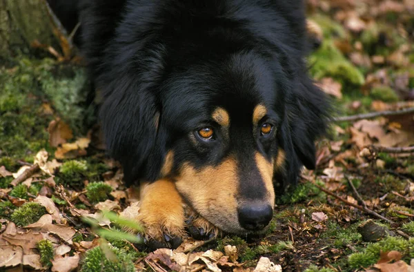 Tibetaanse Mastiff Dog Rust — Stockfoto