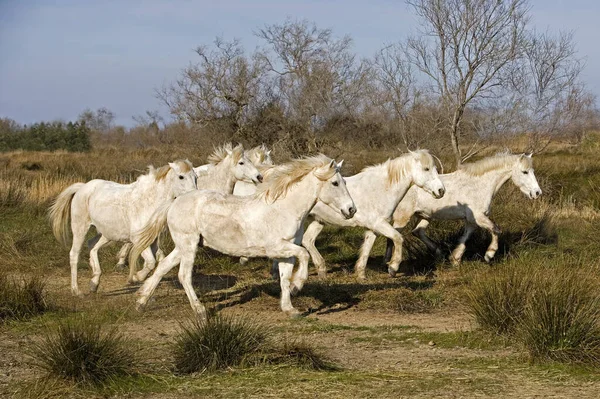 Camargue Horse Saintes Marie Mer South France — ストック写真