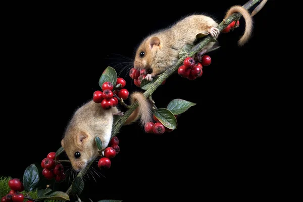 Common Dormouse Muscardinus Avellanarius Standing Branch Berries Normandy — Stock fotografie