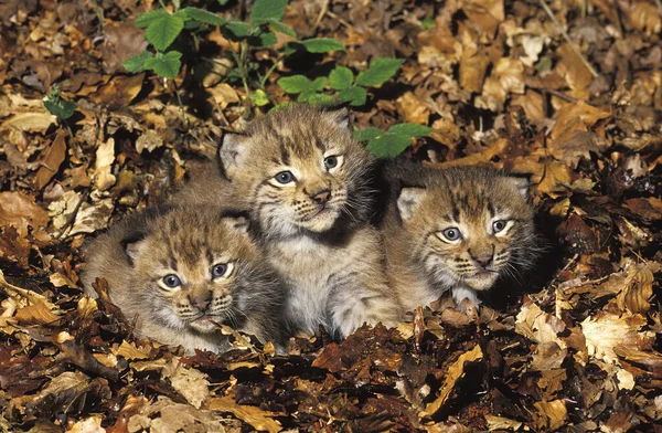 European Lynx Felis Lynx Καμπ — Φωτογραφία Αρχείου