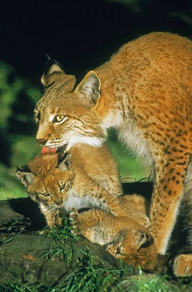 Europeu Lynx Felis Lynx Mãe Lambendo Cub — Fotografia de Stock