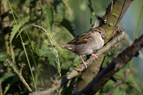 House Sparrow Passer Domesticus Standing Branch Normandy — 스톡 사진