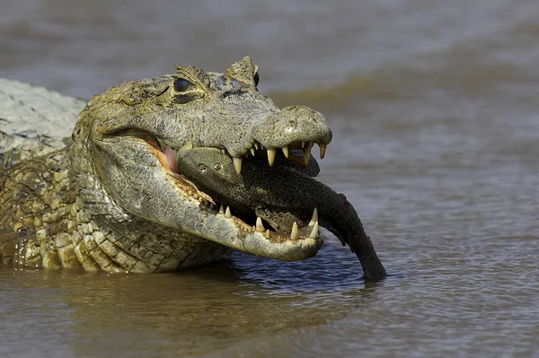 Spectacled Caiman Caiman Crocodilus Fish Its Mouth Los Lianos Venezuela — стокове фото