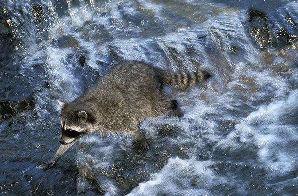 Raccoon Procyon Lotor Adult Crossing River — Stock Photo, Image