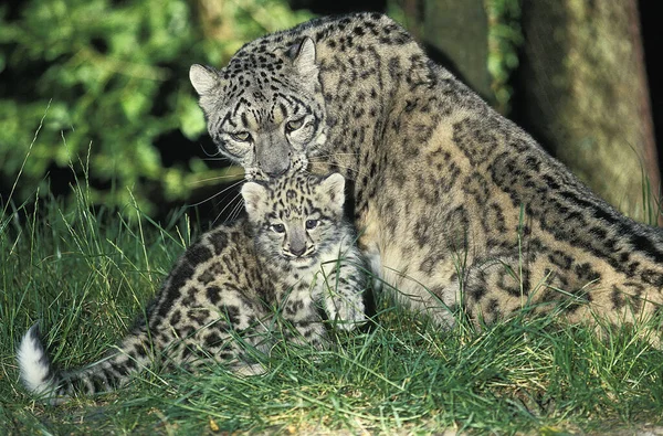 Snow Leopard Ounce Uncia Uncia Mother Cub — Stock Photo, Image