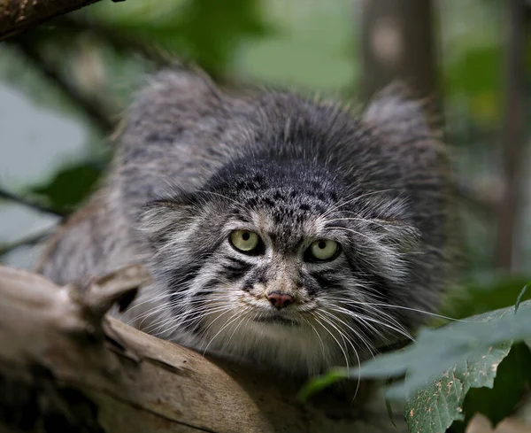 Manul Pallas Cat Otocolobus Manul Взрослый Стоящий Ветке — стоковое фото