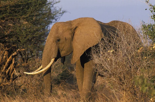 Африканский Слон Loxodonta Africana Парк Масаи Мара Кении — стоковое фото