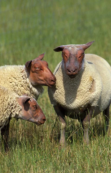 Rouge Est Domestic Sheeps 法国品种 — 图库照片