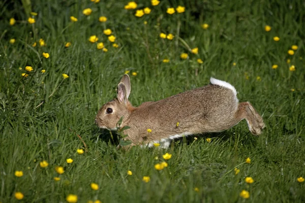 European Rabbit Oryctolagus Cuniculus Running Throught Yellow Flowers Normandy — Stock Photo, Image