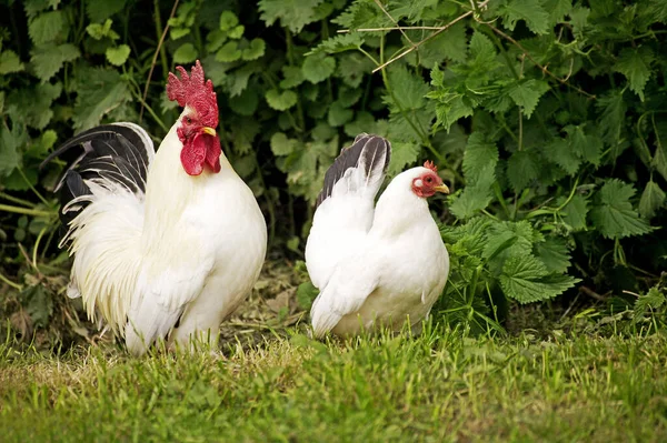 Nagasaki Domestic Chicken Hen Cock — Stock Photo, Image