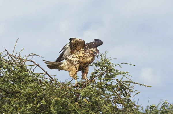 Galápagos Hawk Buteo Galapagoensis Despegando — Foto de Stock
