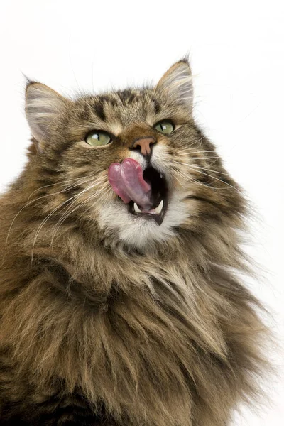 Angora Kucing Domestik Pria Menjilati Hidungnya Melawan Latar Belakang Putih — Stok Foto