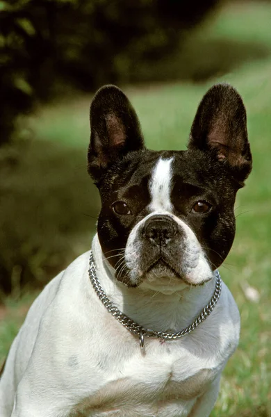 Bouledogue Français Portrait Chien Avec Collier — Photo